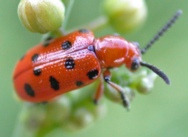 Twelve-spotted Asparagus Beetle